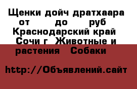 Щенки дойч дратхаара от 15000 до 35000руб - Краснодарский край, Сочи г. Животные и растения » Собаки   